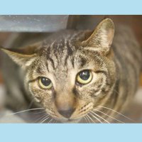 みずたま@猫邸 (@mizutamami1) 's Twitter Profile Photo