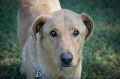 ARFofMS's profile picture. We rescue, rehabilitate and socialize our rescues, instill in the animals the ability to trust, love and be loved either again or for the first time.