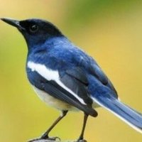 MedsosBerisik (@berisikmedsos) 's Twitter Profile Photo MedsosBerisik (@berisikmedsos) 's Twitter Profile Photo