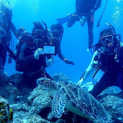 琉球大学ダイビングサークルMARiNの公式アカウントです🐢 使用している写真は全て部員が撮影したものです。 https://t.co/rSkBEofqgT