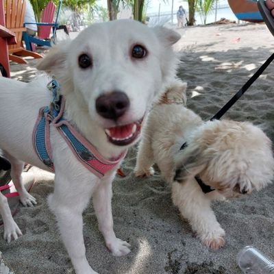 cmlahdca's profile picture. 