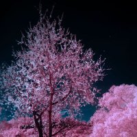 أحمد (@ahmed_x976) 's Twitter Profile