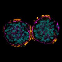 Coronavirus Lab Singapore (@covlabsingapore) 's Twitter Profile