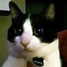 PosetiUwU's profile picture. 