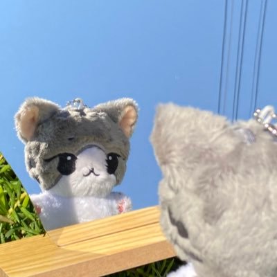 Doll 10 cm 🫧 #JUNGWON #Boogray Eng Name : Boo gray / Thai name : น้องบูเกรย์ Korea name : 냥께이부 🐱