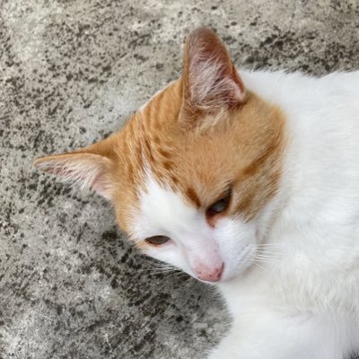 realanarc's profile picture. libertas quae sera tamen. Anarchy is real freedom. Real money is just a technology, fiduciary money is just fraud 🟡⚫️🐍