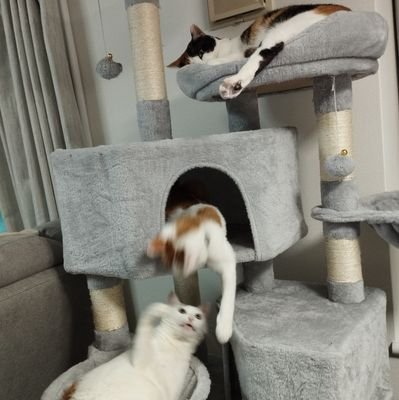 behama14300's profile picture. お空飛んだり魔王しばいて世界救ったりの夜勤勢/飯垢⇒https://t.co/UsetdIH05y