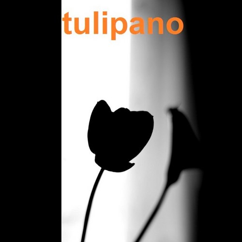 tulipanocl's profile picture. 