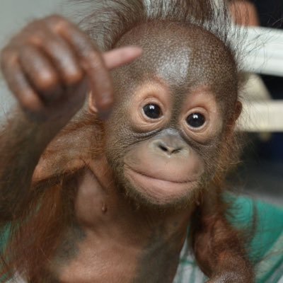 An orangutan who wants to be free more than anyone else 🦧