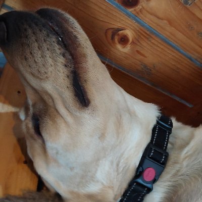 Dog behaviour and welfare analyst