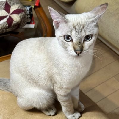 ramper_00's profile picture. ステップイン