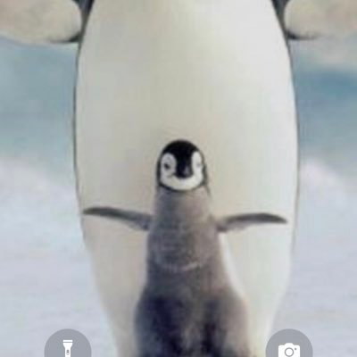 Pingvincs's profile picture. 