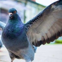 American Family Field Pigeon (@fieldpigeon) 's Twitter Profile Photo American Family Field Pigeon (@fieldpigeon) 's Twitter Profile Photo
