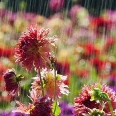 ZainabDahshan's profile picture. 