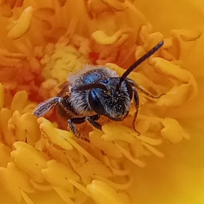 account dedicated to posting facts about and retweeting insects, arachnids, and other invertebrates. run by @jellovella
‼️ untagged bug photos ‼️