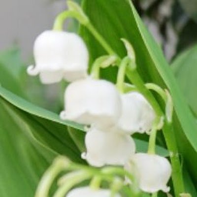 MAMI8melon's profile picture. 