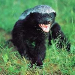 TyrannMathieu's profile image