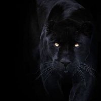 Jaguar(@JAGUARMGrt) 's Twitter Profile Photo
