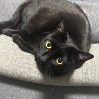 ꕤ︎︎·͜· ︎︎くますけ (@gusuke113) 's Twitter Profile