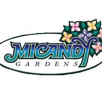 Micandy Gardens On Twitter Happy National Daisy Day Daisy Is