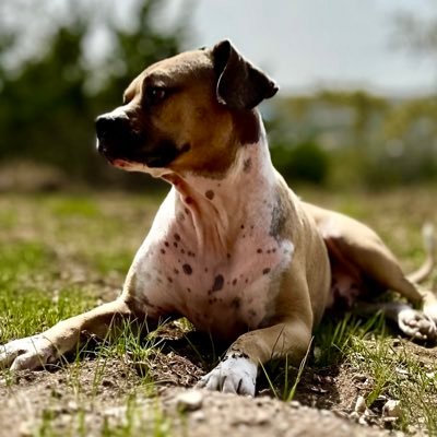 steveblake93's profile picture. Awake, but certainly not woke | Proud dad of Aggie ‘24 and USM Footballer GK ‘26 | USAF (ret) | Business owner and Not Quite Яight