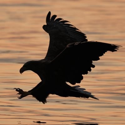 yamaB747's profile picture. 2024/5  50過ぎなのに生まれ育った名古屋を離れ、単身で道東の釧路に移住。
これからは、飛行機じゃなく動物や自然を撮りにウロウロします。
インスタ、yamakatsu758