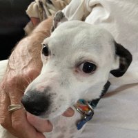 the patriot finder (@robertahaydt) 's Twitter Profile