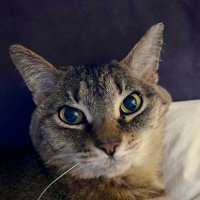 Anne Harless (@dharznjams) 's Twitter Profile Photo Anne Harless (@dharznjams) 's Twitter Profile Photo