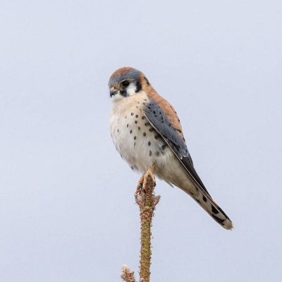 SORENw10's profile picture. confessional Lutheran