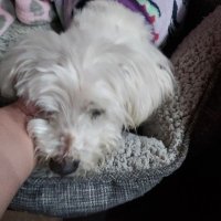 TotiTheBear🐻 (@totithebear) 's Twitter Profile