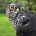 Birdwatch Sligo (@birdwatchsligo) Twitter profile photo Birdwatch Sligo (@birdwatchsligo) Twitter profile photo