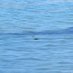 Experimental Music Unit on the Salish Sea (@experimusunit) Twitter profile photo