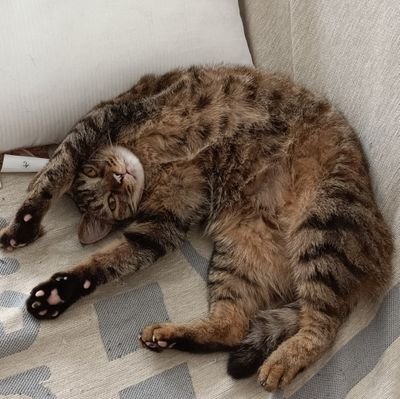 S9BYhnbaA8t81Ca's profile picture. sub/020/性癖记录簿＆日常碎碎念/努力修行/再多些耐心/间歇性皮肤饥渴/