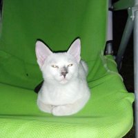 ☄️ (@melafda12) 's Twitter Profile