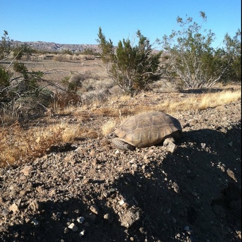 DDKarenJ's profile picture. Hi, I'm the crime, courts and public safety reporter for the Desert Dispatch in Barstow, CA. I cover Barstow, Daggett, Newberry Springs, Hinkley, and Yermo.