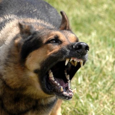 The anti-stupid dog is always searching for the stupidest comments on Twitter. I will bark and bark once I find you