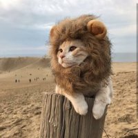 ライオン座 (@lionsandayon) Twitter profile photo