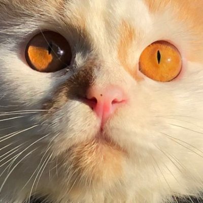 nyankogendut's profile picture. Random talk