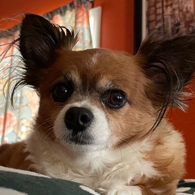 He/Him. Blue dot in red hell MS. I ❤️ my 🐶. I follow Classic Jesus. Comic book nerd. Wembley is my best friend and runs my life😆.No MAGATS!