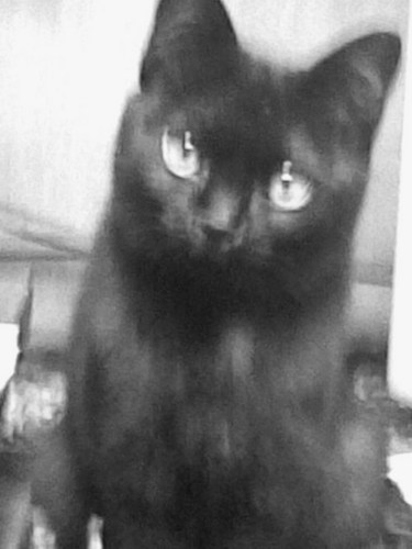 flatisle's profile picture. 