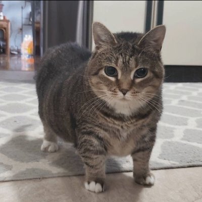 Ayan213451's profile picture. archive from when i was a young jit