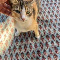 Bayram Yumusak (@kafkas6834) 's Twitter Profile