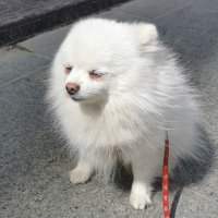 唐蛋白 (@tangmen_igo) 's Twitter Profile Photo