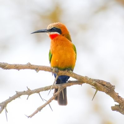 BirdsKenya Profile Picture