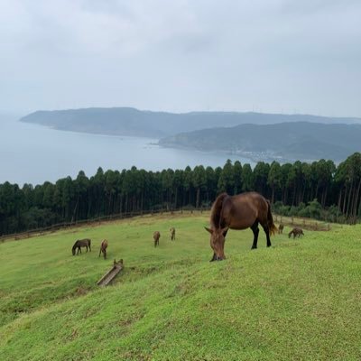 趣味→ノルマン（18産〜）東サラ（20産〜）G1（22産〜）入会中。引退馬2頭 。 albirex新潟  新日プロレス