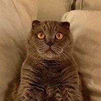 Levdur (@levodrk) 's Twitter Profile