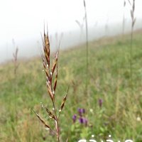 الارجوان (@argoa02030) 's Twitter Profile