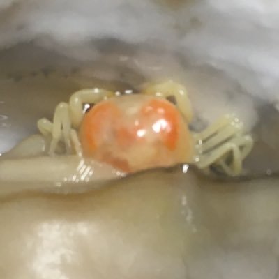 緋村抜刀納刀珠斎さんのプロフィール画像