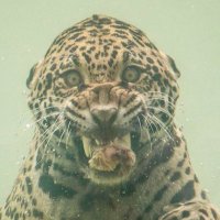 Terrifying Nature (@justterrifying) 's Twitter Profile Photo Terrifying Nature (@justterrifying) 's Twitter Profile Photo