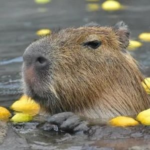 🏳️‍⚧️KBarrCapybara🏳️‍⚧️さんのプロフィール画像